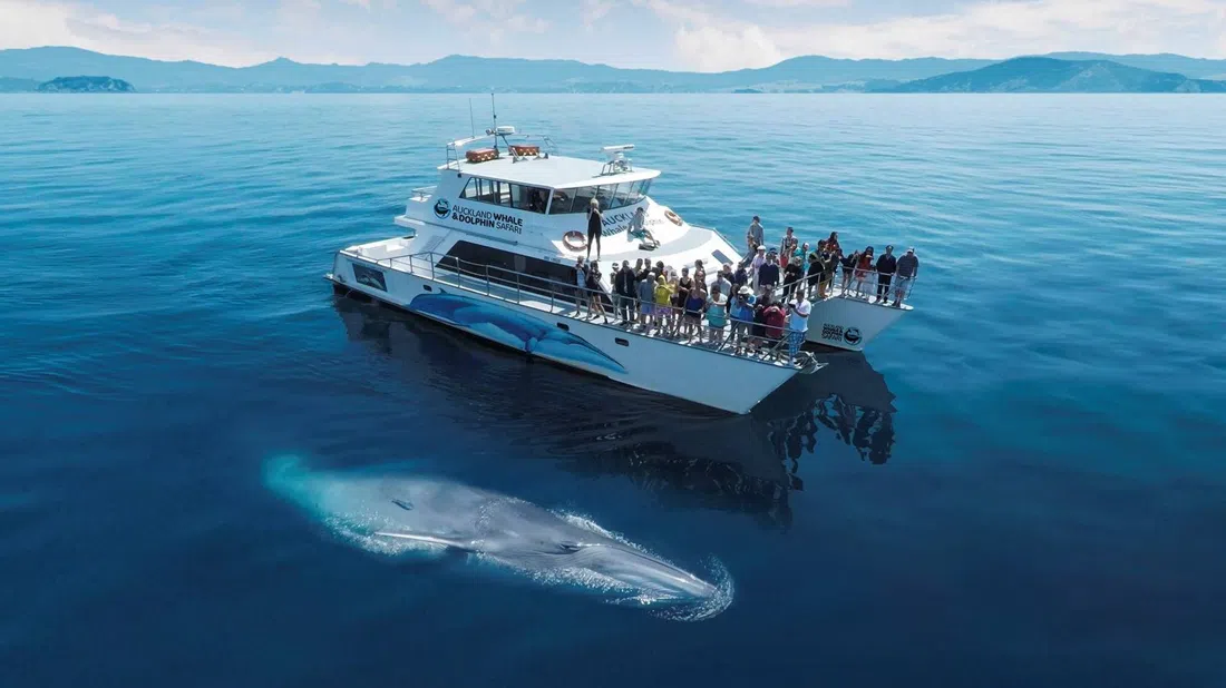 Auckland Whale & Dolphin Safari (Dolphin Explorer), Auckland