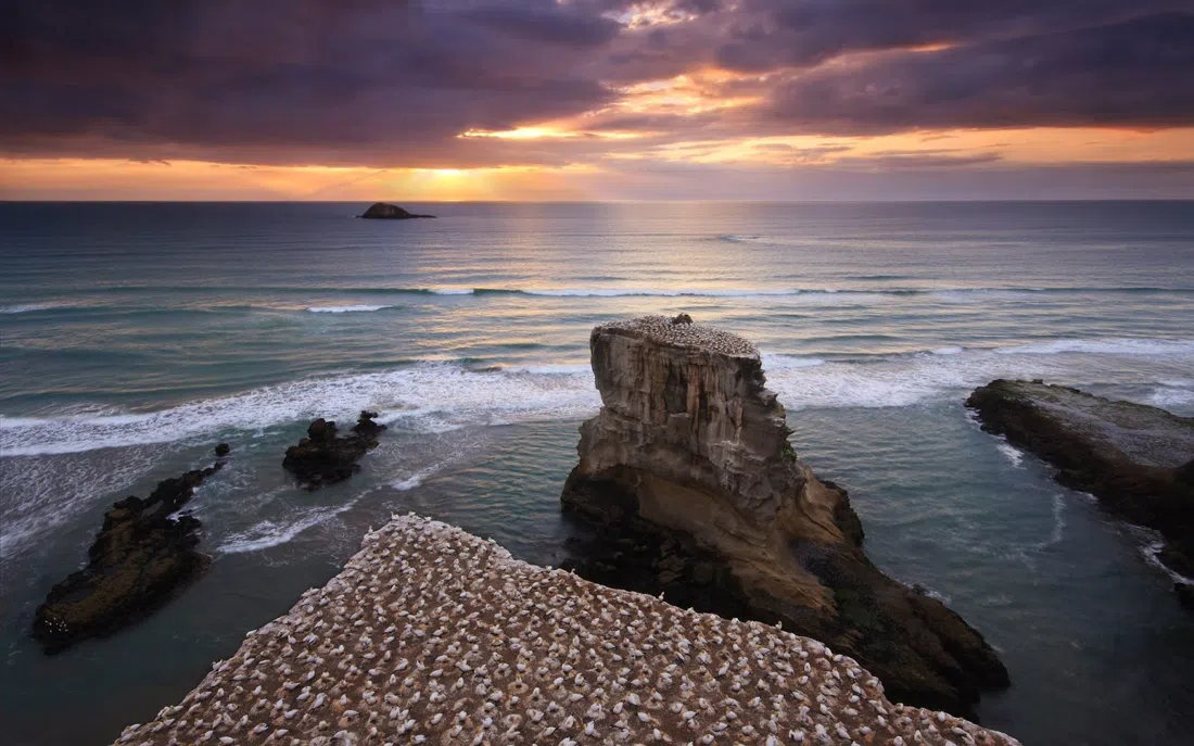Muriwai Gannet Colony (Ōtākamiro Point), Auckland