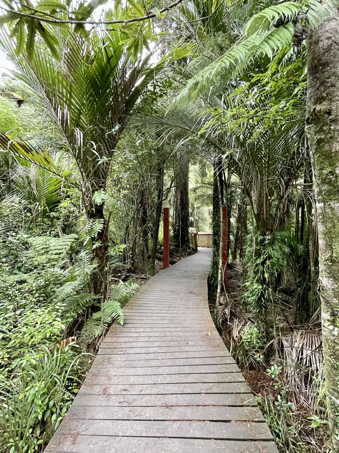 Te Piringa / Cascade Kauri Park, Auckland