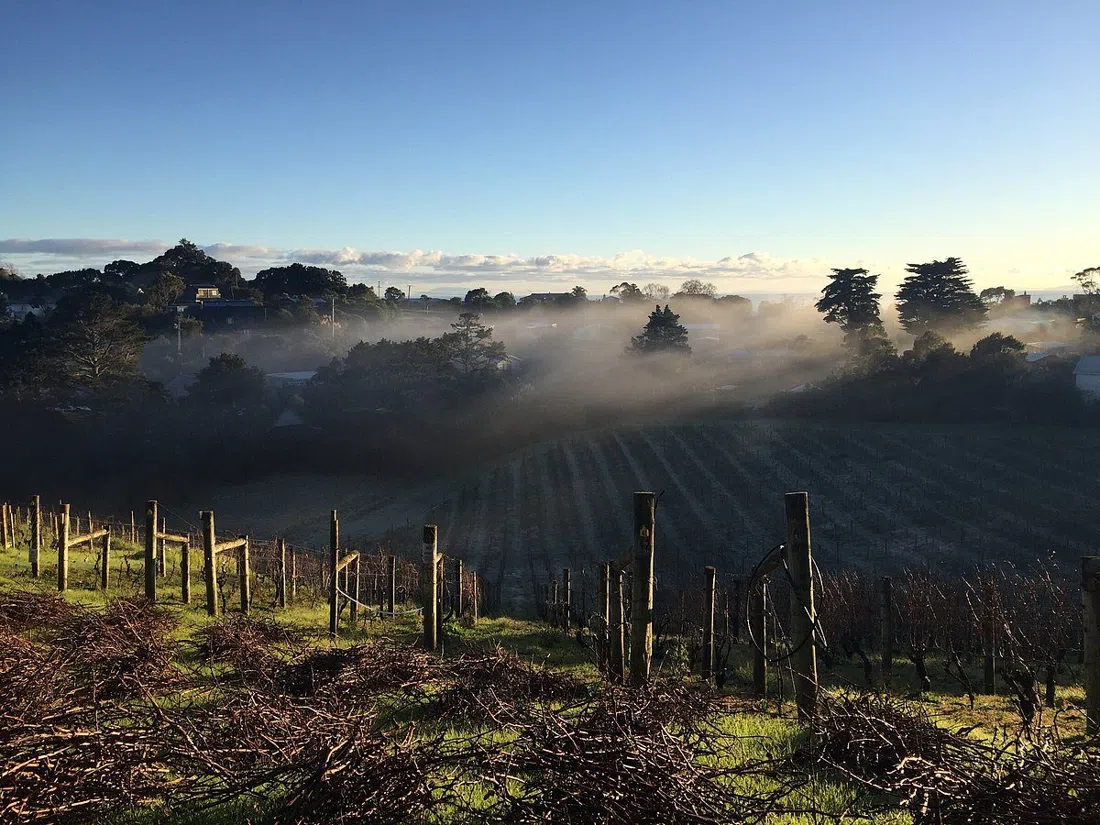 Casita Miro Vineyard, Auckland