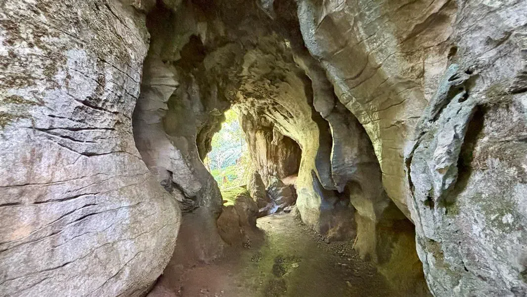 Ruakuri丛林步道与天然隧道,奥克兰